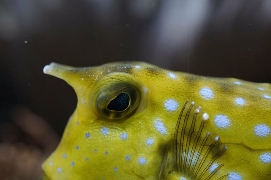 boxfish, close, underwater, swim, fish, animal, water, aquarium, sea, sea animal