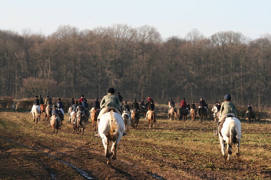 hunting, equestrian, gallop, riding, equine, horseback, horseman, outdoor, countryside, rider
