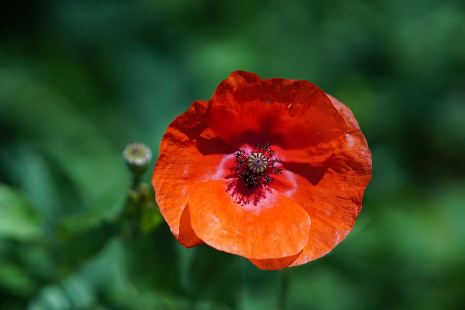 green, nature, poppies, blossom, red, flowering plant, flower, freshness, beauty in nature, plant