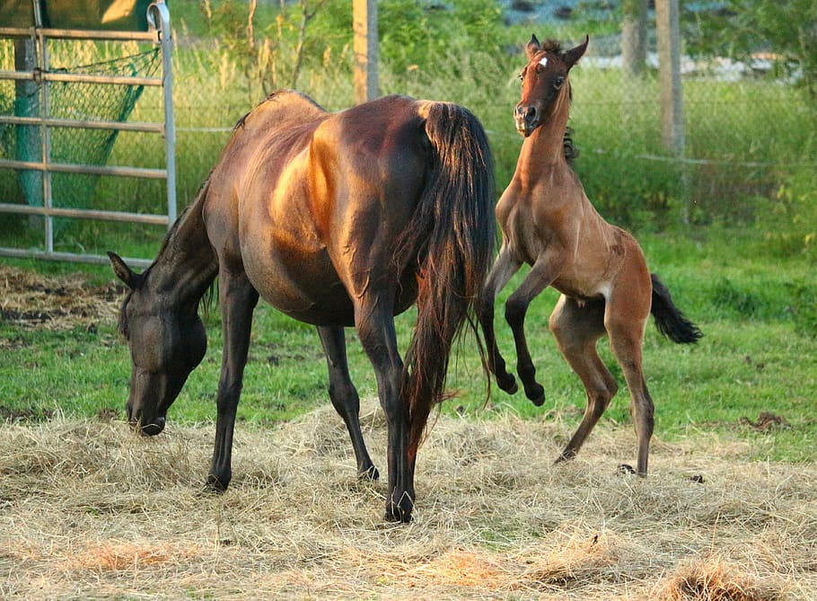 Horse, Foal, Thoroughbred, Arabian, Mold, thoroughbred arabian, brown mold, pasture, meadow, young animal