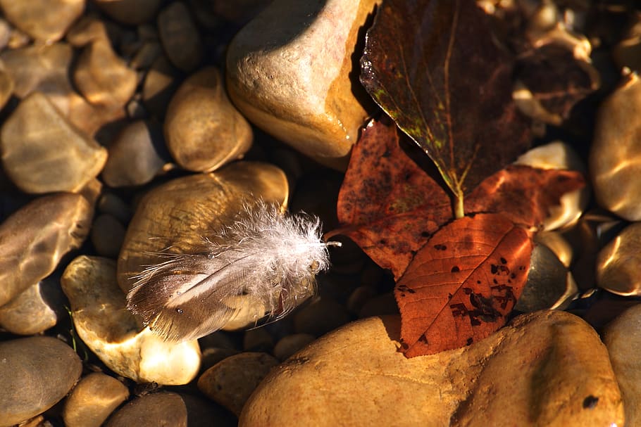 feather, leaves, water, floating, swim, mood, underwater, brown, river, nature