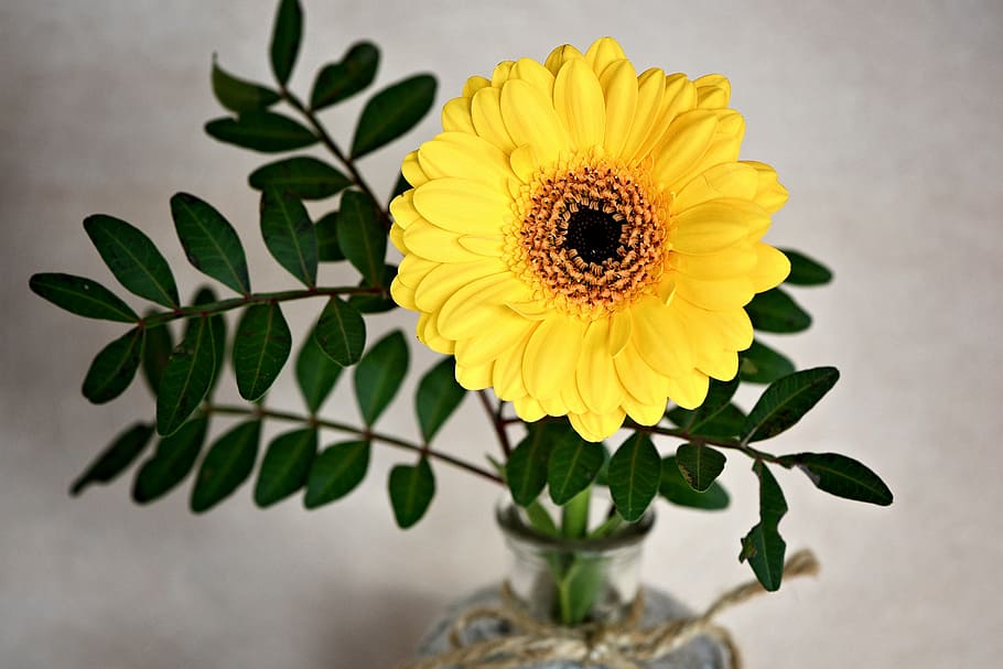 gerbera, flower, blossom, bloom, yellow, schnittblume, yellow flower, vase, close, flowering plant