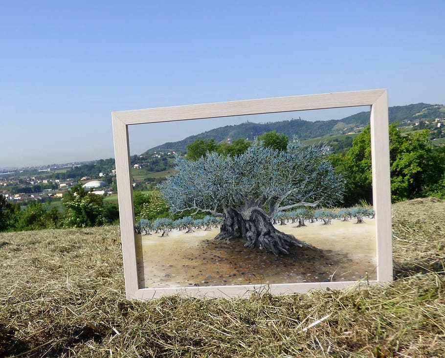 olivo, carlo busellato, olea tree, plant, sky, nature, tree, land, clear sky, day
