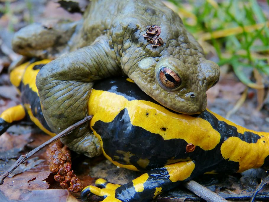 closeup, green, frog, common toad, fire salamander, mating season, error, problem, animal, yellow