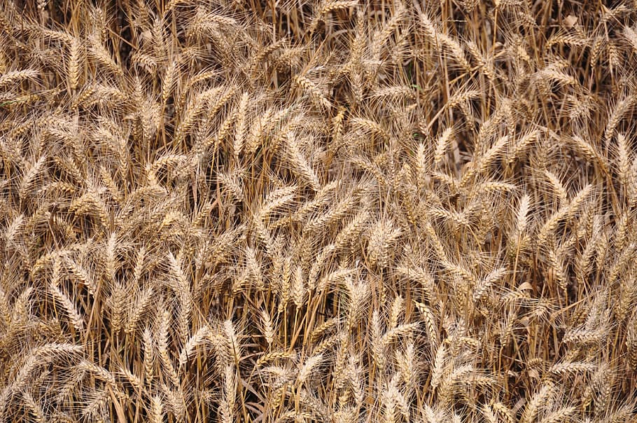 wheat, crop, agriculture, field, grain, golden, backgrounds, full frame, cereal plant, nature