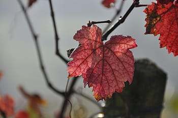 fall-foliage-vine-coloring-royalty-free-thumbnail.jpg