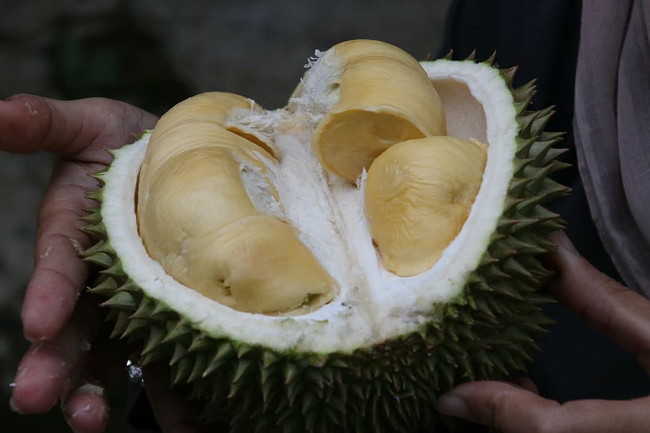open, jackfruit, hands, person, durian, king of fruit, exotic fruit, human hand, hand, food and drink