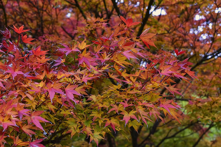 pink, orange, maple tree, japanese maple, maple, acer palmatum, leaves, leaf, autumn, red