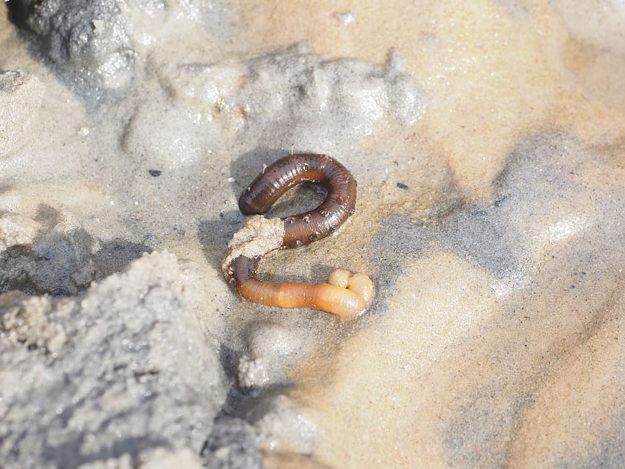 lugworm, cacing, arenicola marina, cacing pasir, cacing dermaga, polychaete, laut gumpalan, laut utara, pasir, schlick