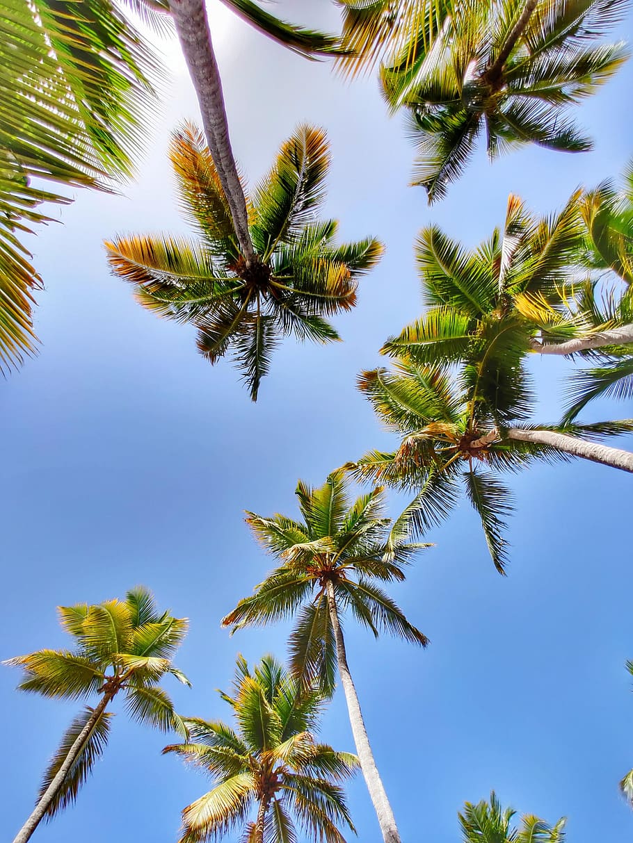 palm trees, summer, tropical, blue, sky, green, nature, coconut, paradise, relaxation