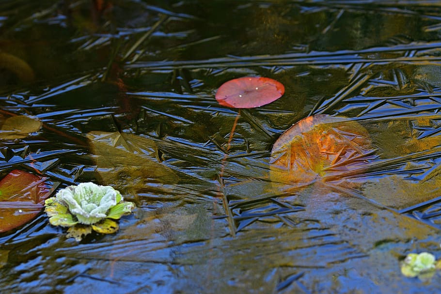 autumn, pond, frozen, cold, water, ice, plant, lake, flower, nature.