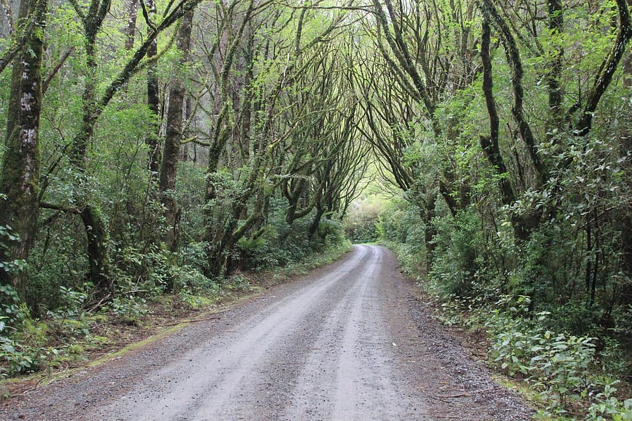 bosque, árbol, dosel, grava, carretera, camino, exuberante, verde, hermosa, Waiohine
