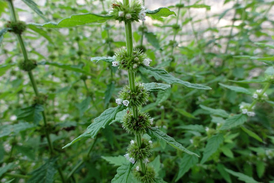 App, Trapp, Gypsywort, Lycopus Europaeus, app trapp, blossom, bloom, various-leaved, plant, nature