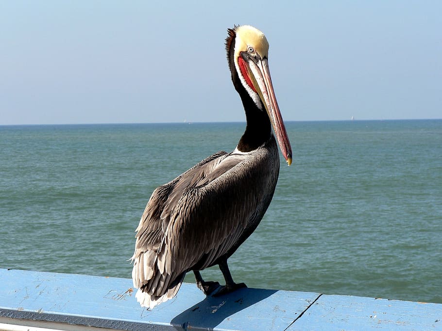 pelikan, bird, pacific, nature, coast, seevogel, water, sea, horizon over water, horizon