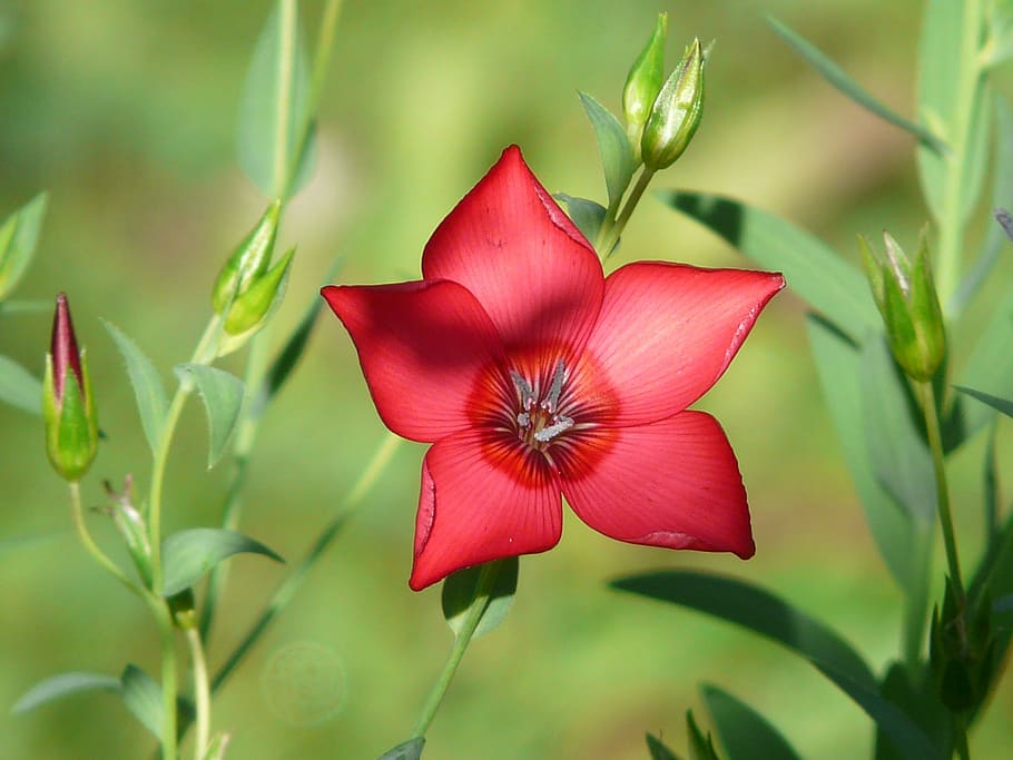 depth, field photography, red, 5-petaled, 5- petaled flower, flower, red lein, blossom, bloom, translucent