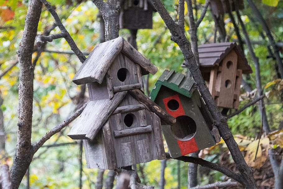 Corea, árbol, casa, pájaro, otoño, casa del pájaro, hojas de otoño, jardín, de madera, casita para pájaros