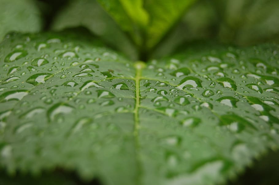 gota de agua, hoja, macro, goteo, lluvia, verde, naturaleza, cerrar, hojas, fresco