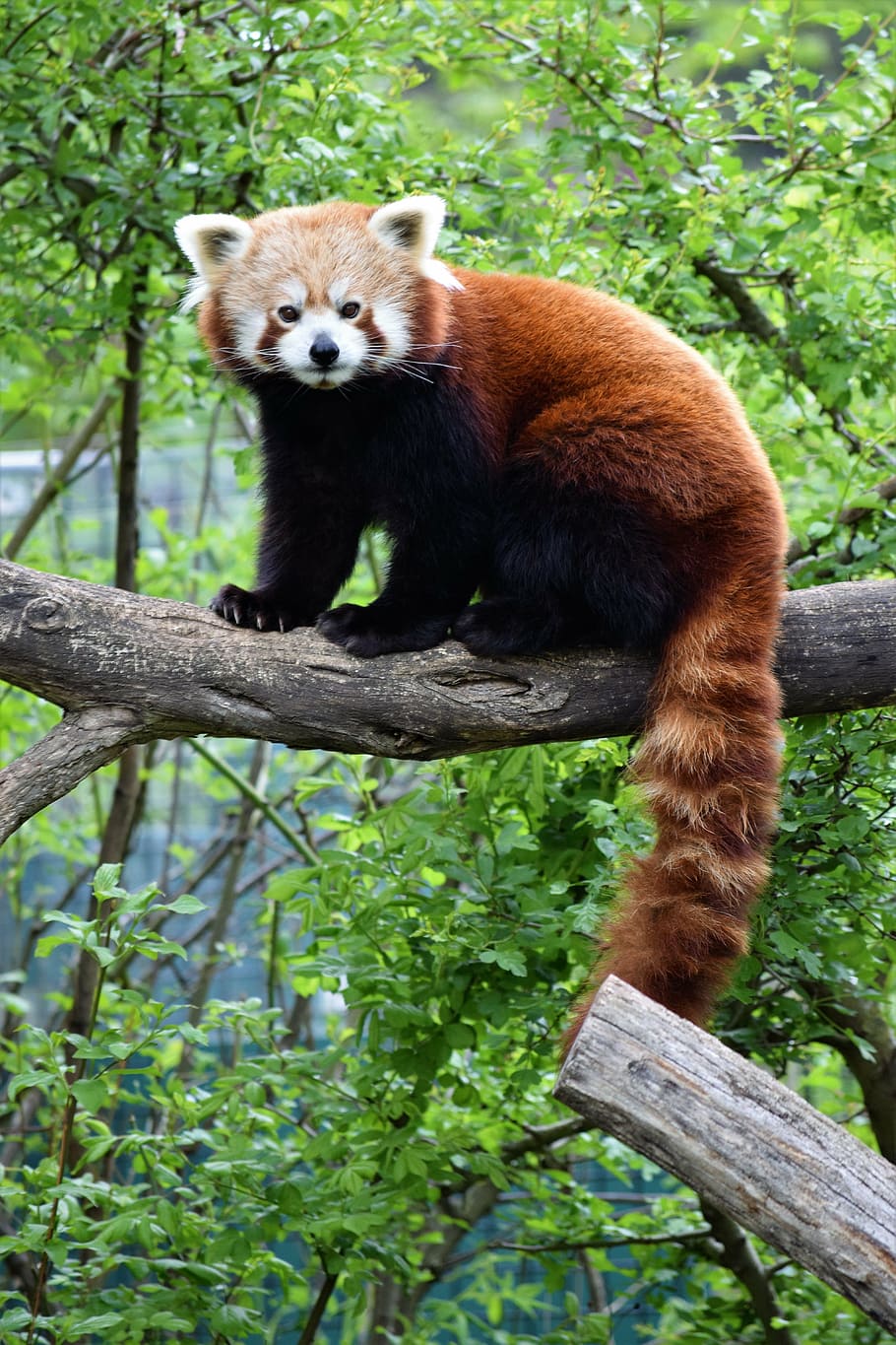 red, panda, tree branch, daytime, red panda, cute, rare, vienna, zoo, tree