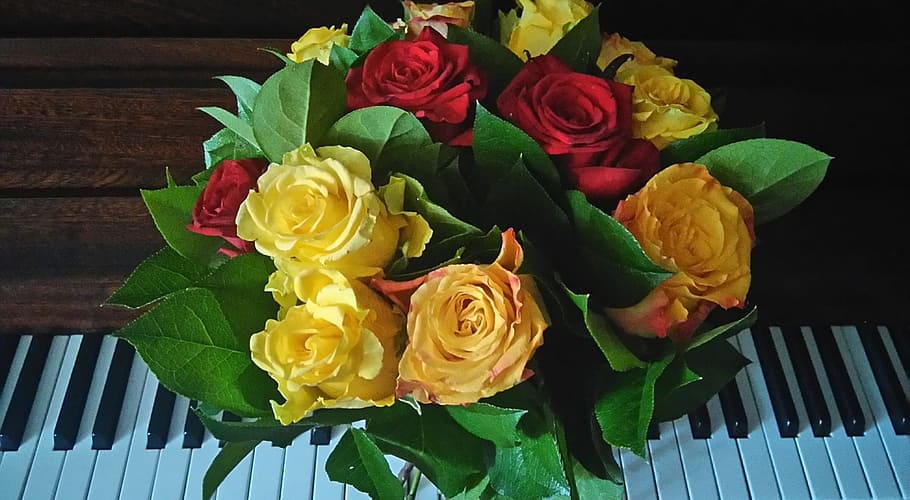 roses, piano, flowers, music, keys, flower, flowering plant, rose, rose - flower, plant