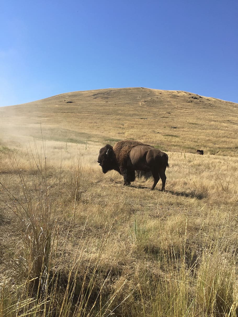 bisonte, yellowstone, búfalo, paisaje, wyoming, naturaleza, al aire libre, estados unidos, desierto, Temas de animales