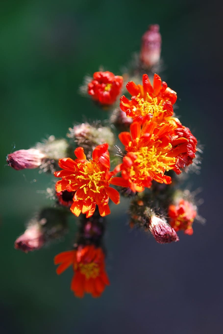 Asteracea, Flower, Blossom, Bloom, orange, red, отличительный, рост, хрупкость, красота в природе