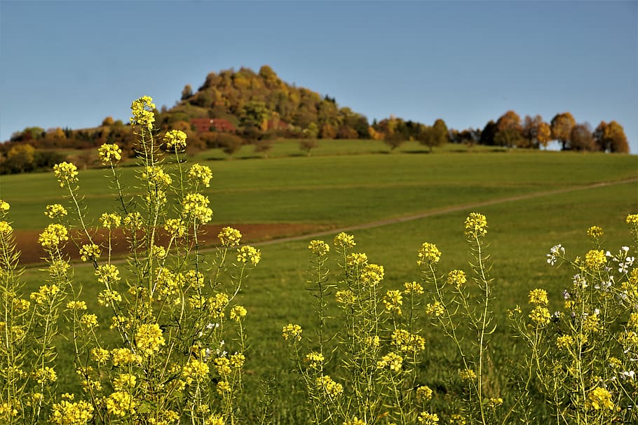 gunung, padang rumput, bunga, kuning, minyak lobak, musim panas, alam, mekar, berkembang, Flora