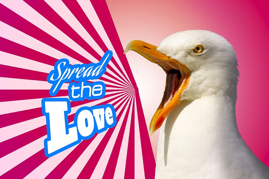 ring-billed gull photo, marketing, advertising, propaganda, notice, seagull, bird, blog, trade, shop