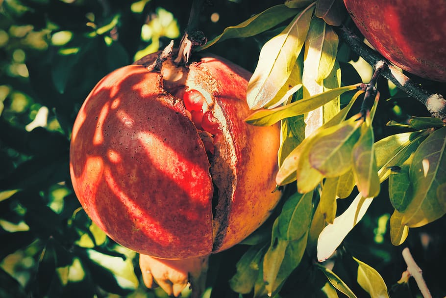 pomegranate, slit, fruit, sano, food, local hard drive, plant, alimentari, red, citrus fruits