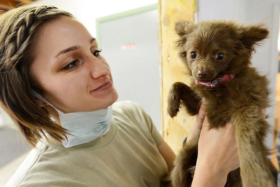 girl, mouth mask, holding, gray, puppy, vet, veterinarian, dog, doctor, fur