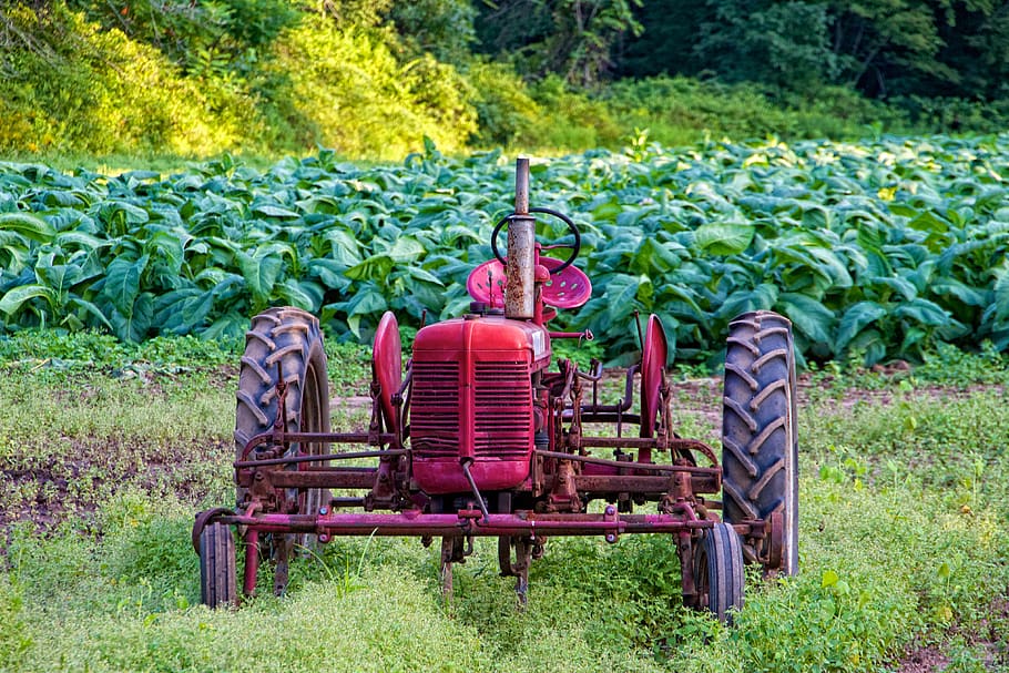 red, tractor, harvest, farming, connecticut, farm, countryside, field, tobacco, plant