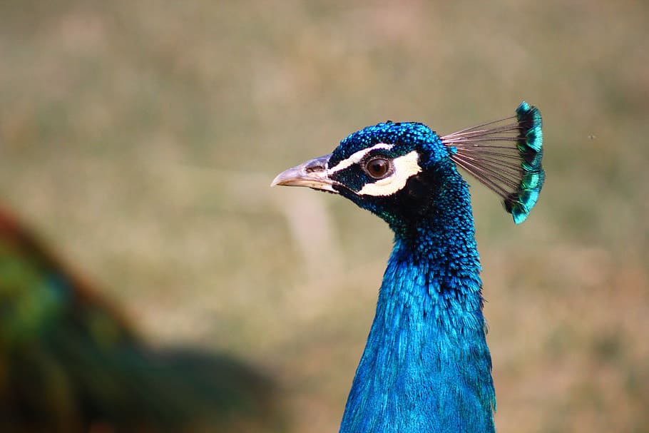 Peacock, Birds, Wildlife, animal portrait, fauna, bird, animal, nature, feather, multi Colored