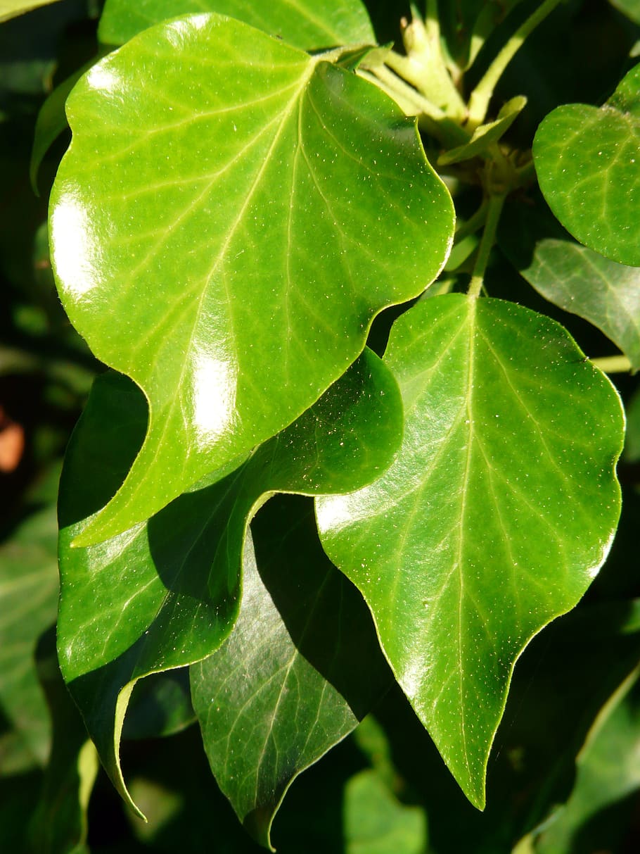 ivy, ivy leaves, leaves, common ivy, hedera helix, climber plant, hedera, green, leaf, plant part