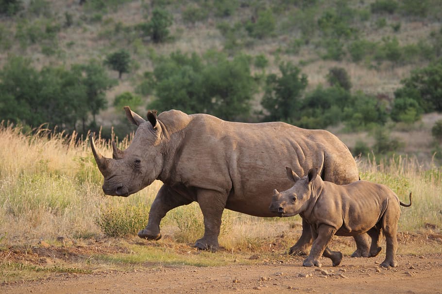 rinoceronte, joven, ternero, madre, bebé, dos, sur, áfrica, naturaleza, salvaje