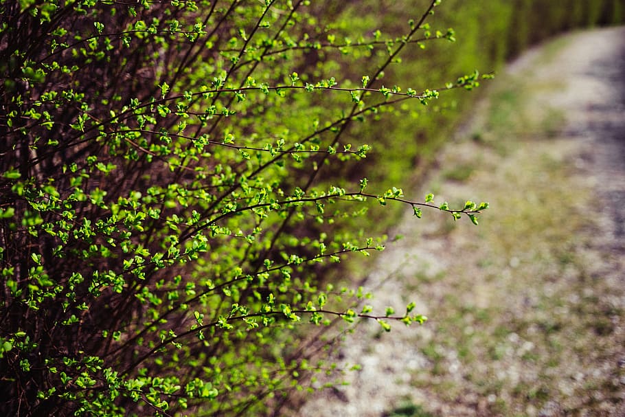 shallow, focus photography, green, leafed, plant, plants, nature, outdoor, bokeh, blur