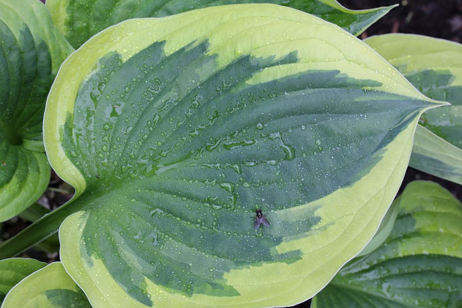 plantain lily, hosta, leaf, green, leaves, ribbed, plant, woodland, garden, nature