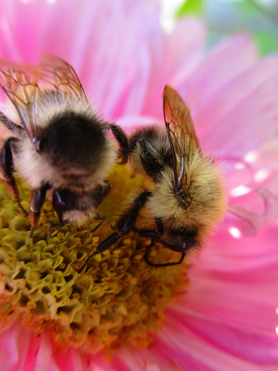 bumblebee, astra, flower, pink, bumblebees, insects, insect, petals, bright, summer
