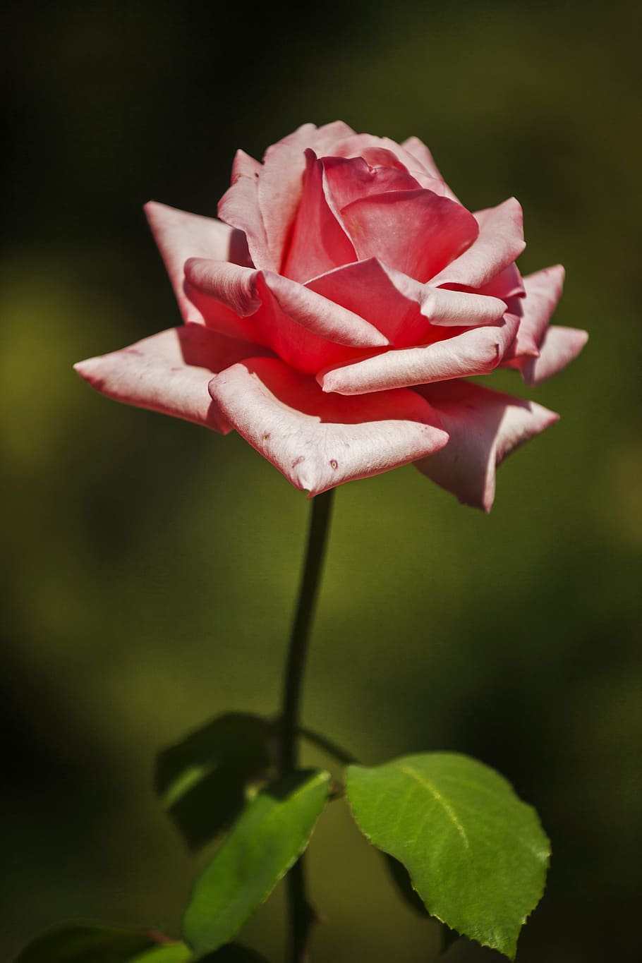 Free download | pink flowering plant, rose, flower, pink, spring ...