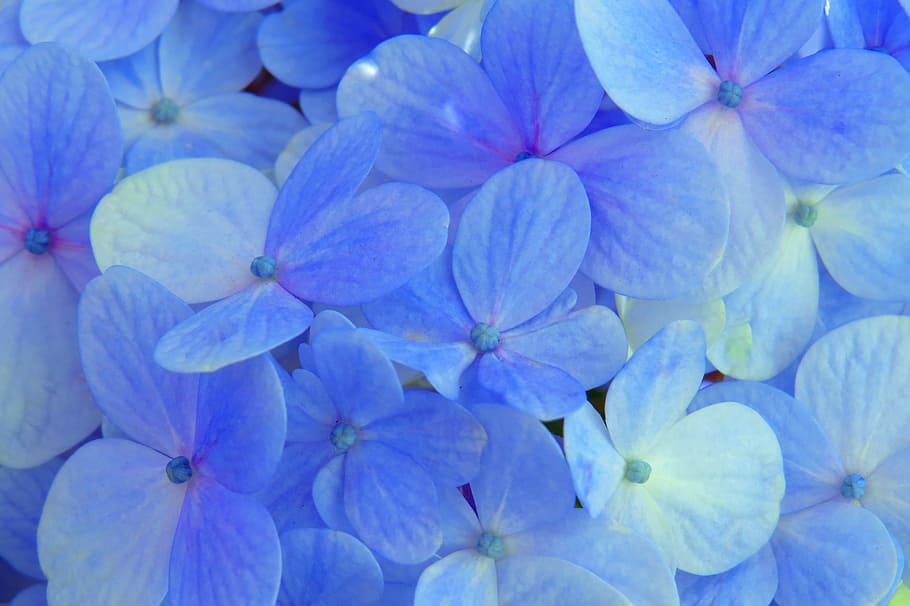 Hydrangea Blue Flower Flowers Plant Blue Flower Garden Natural Nature Petals Pxfuel