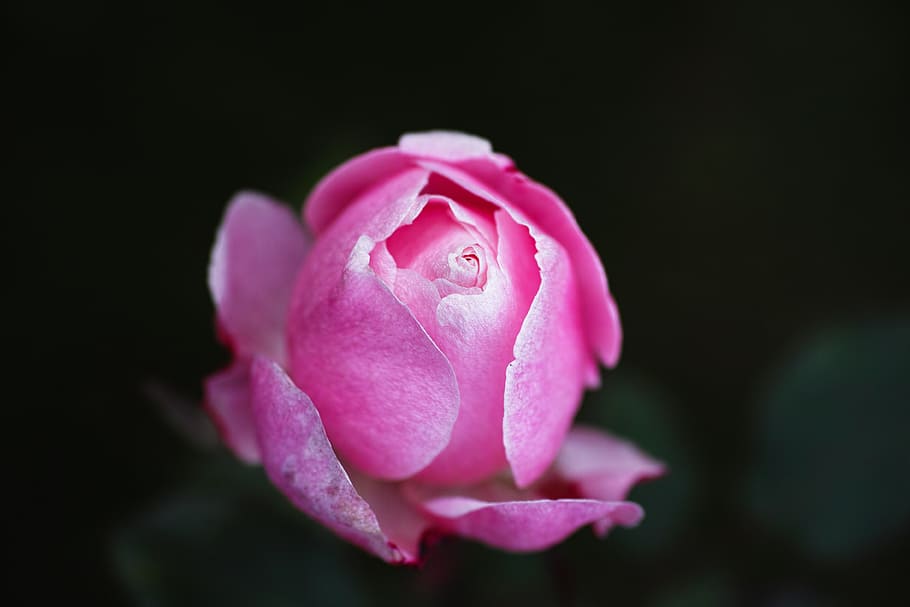 rose, pink, the leaves are, flower, pink roses, macro, garden, nature, close, plant