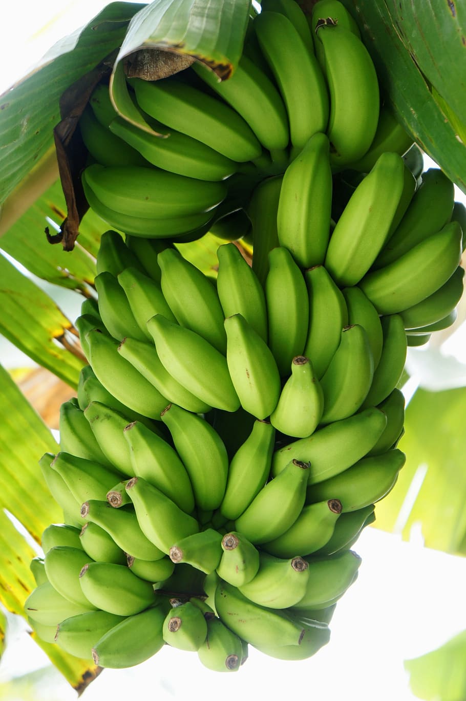pisang mentah, pisang, semak, semak pisang, kuning, sehat, buah, warna hijau, makanan dan minuman, makanan