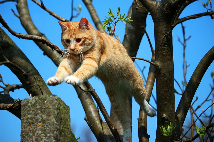 oranye, kucing betina, kucing, melompat, pohon, anak kucing, mieze, kucing betina mackerel merah, kucing merah, mackerel