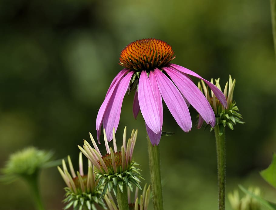 Cone, Flower, Beauty, Blossom, cone flower, bloom, plant, green, floral, blooming