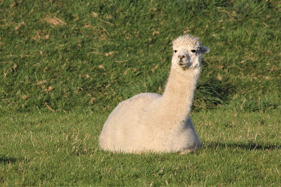 alpaca, farm, animal, livestock, wool, face, cute, funny, peru, llama