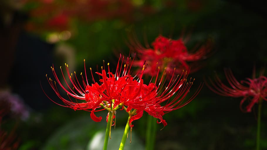 flowers for, xishan, lycoris squamigera, red flower, gilsang, nature, garden, red, flower, flowering plant