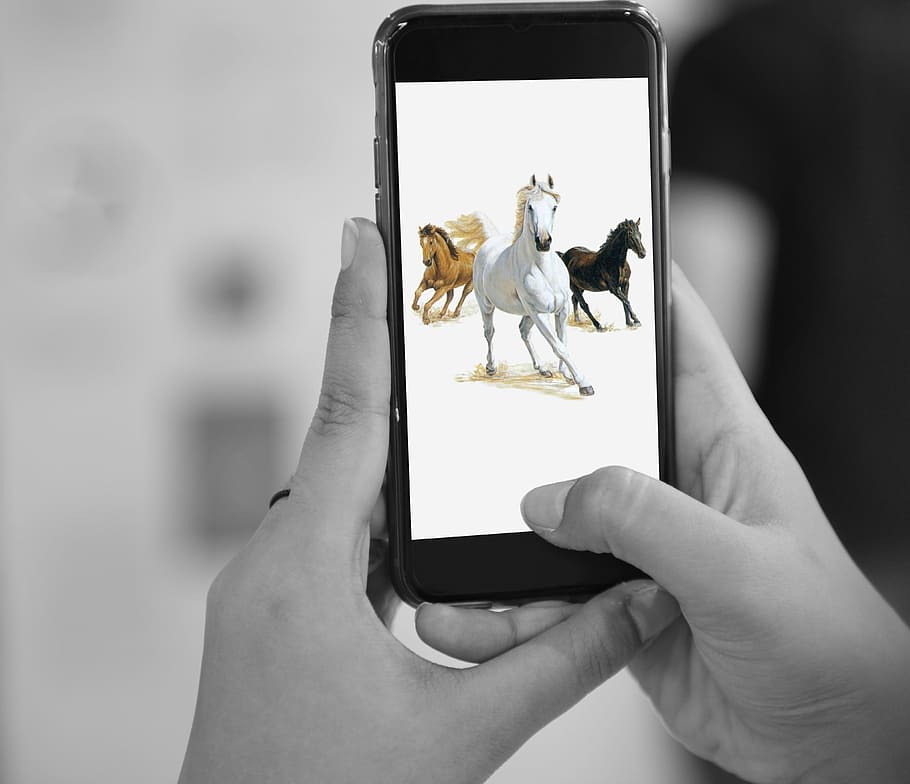 seletiva, fotografia colorida, espaço, cinza, Iphone 6, mostrando, três, cavalo, corrida, Cavalos