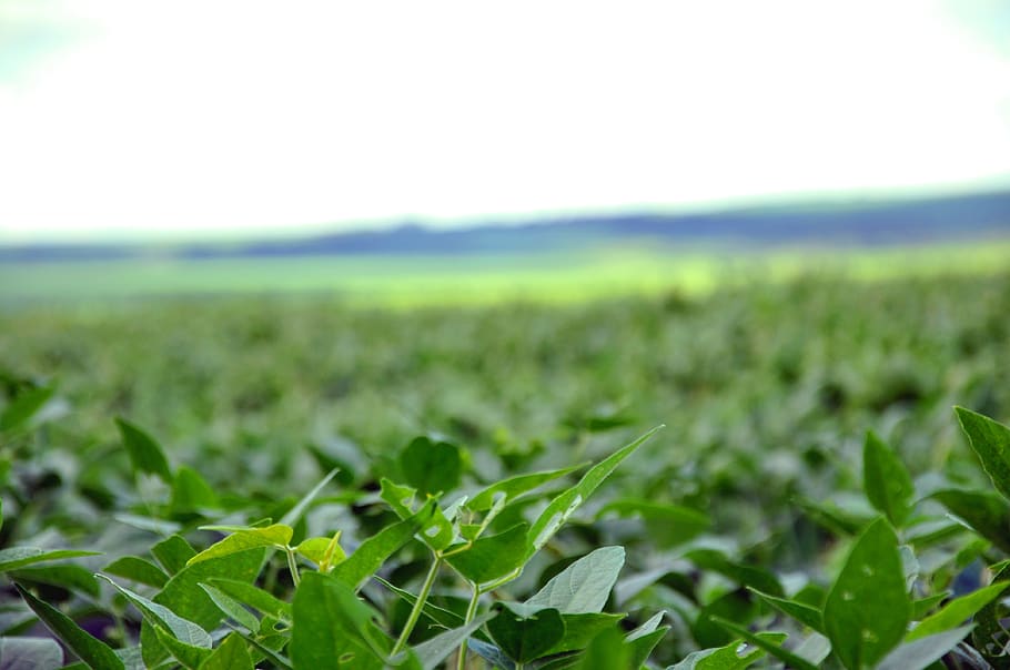 farm, soybeans, agriculture, landscape, rural, nature, leaf, growth, plant part, green color