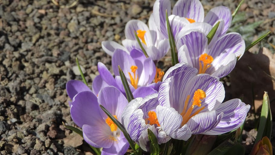 saffron, crocus, flowering šafrány, spring flowers, spring aspect, early spring, flowering plant, flower, beauty in nature, freshness