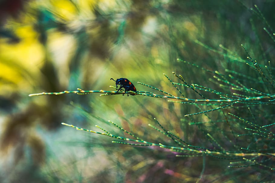 nature, insect, bug, macro, lightroom, branch, animal wildlife, animals in the wild, animal themes, animal
