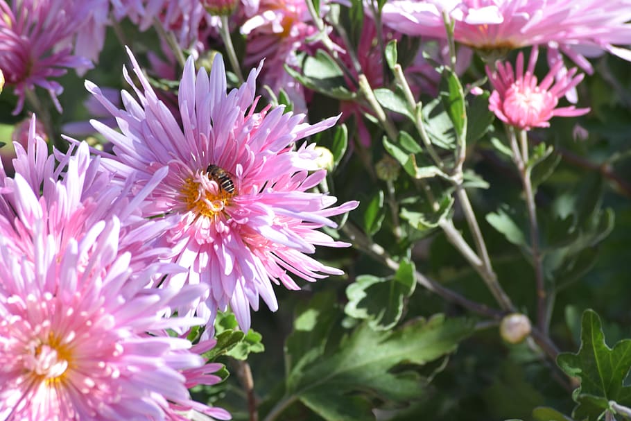 ピンクの花 花に蜂 花 自然 蜂 春 庭 蜂蜜 季節 蜜 Pxfuel