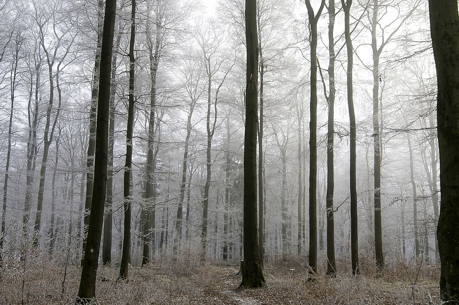 Trees, Silent, Harmony, Peaceful, sky, frost, grey, leaves, rest, deep